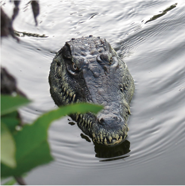 Daily Summit - Crocodile Head Remote Control Boat - Toy Crocodile Head RC